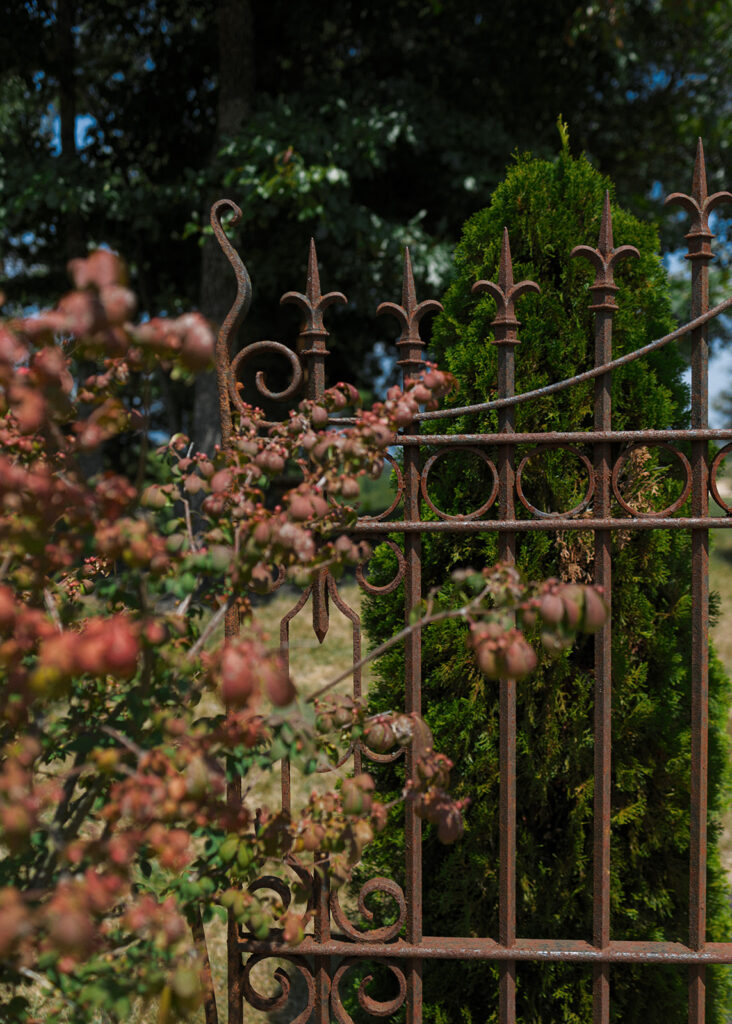 Ornate iron gate framed by greenery and flowering shrubs at wedding venue entrance